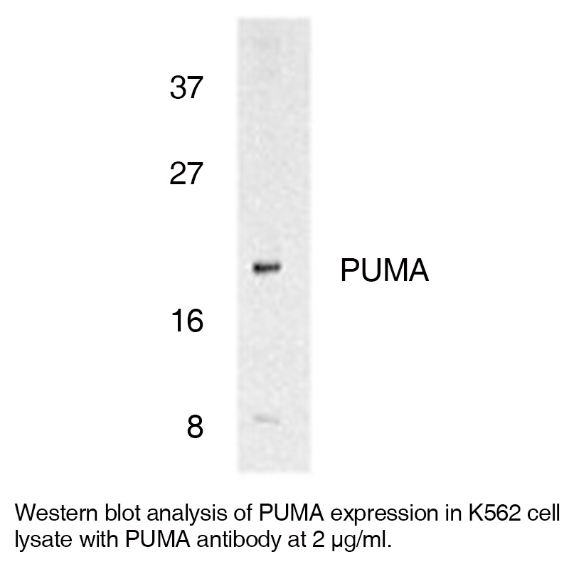 Anti-Human p53 Upregulated Modulator of (NT) (PUMA) - Leinco Technologies