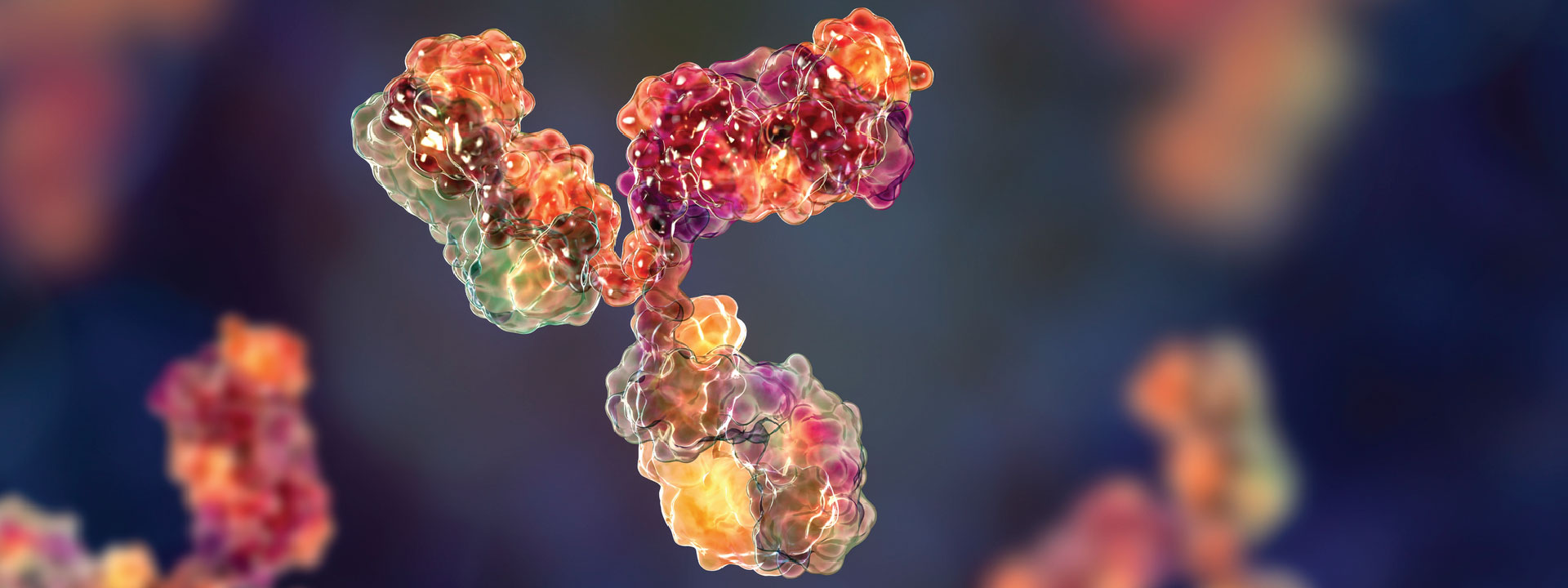About_Monoclonal_Antibody-01 Primary antibodies - immunoglobulins model