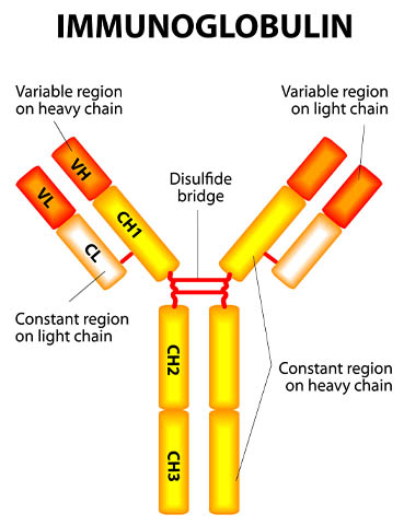 Immunoglobulin Antibody Diagram