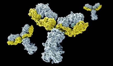 molecular model of Leinco's Gold and Platinum Functional Grade Antibodies