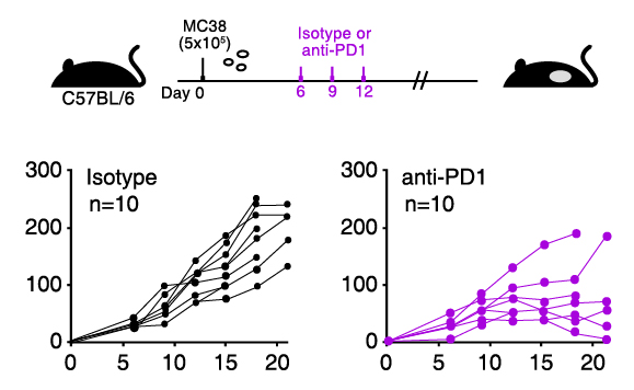 Mouse Graph Isotype or anti-PD1