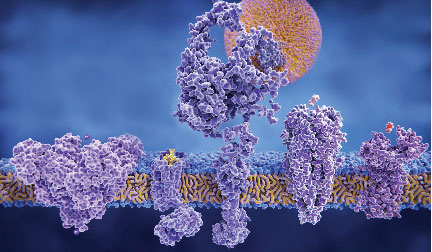 3D rendering of different structures of membrane proteins; molecular model