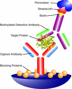 SA-BiotinInteraction_SandwichELISA Principle structure of an immunoassay: Sandwich ELISA