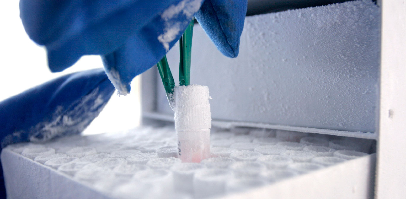 Services-cell bank, optimization, adaptation Vial of cells for cell bank preparation
