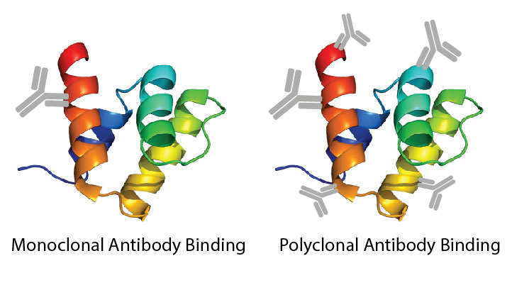 primary antibodies - monoclonal and polyclonal binding