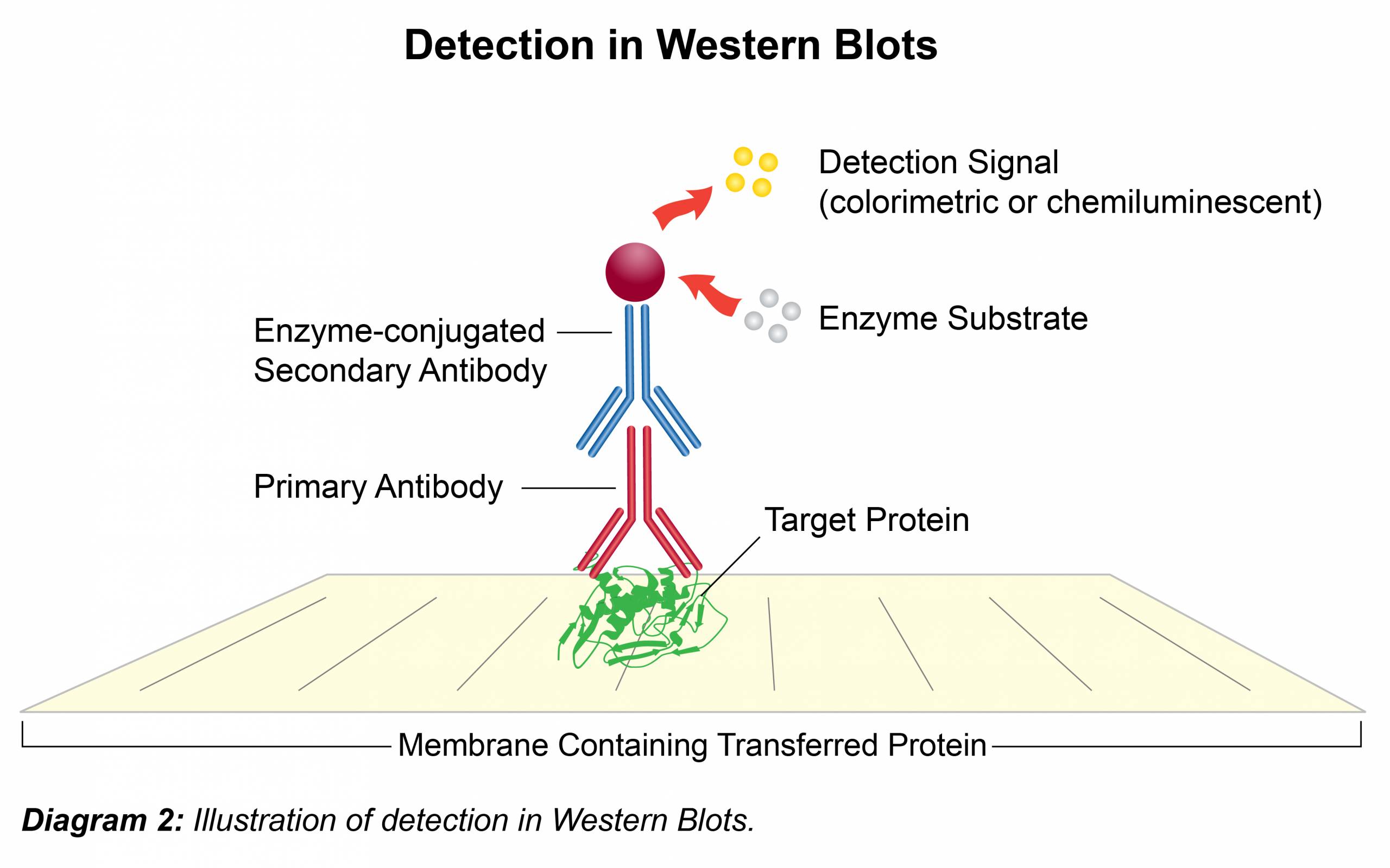 Western Blotting Diagram