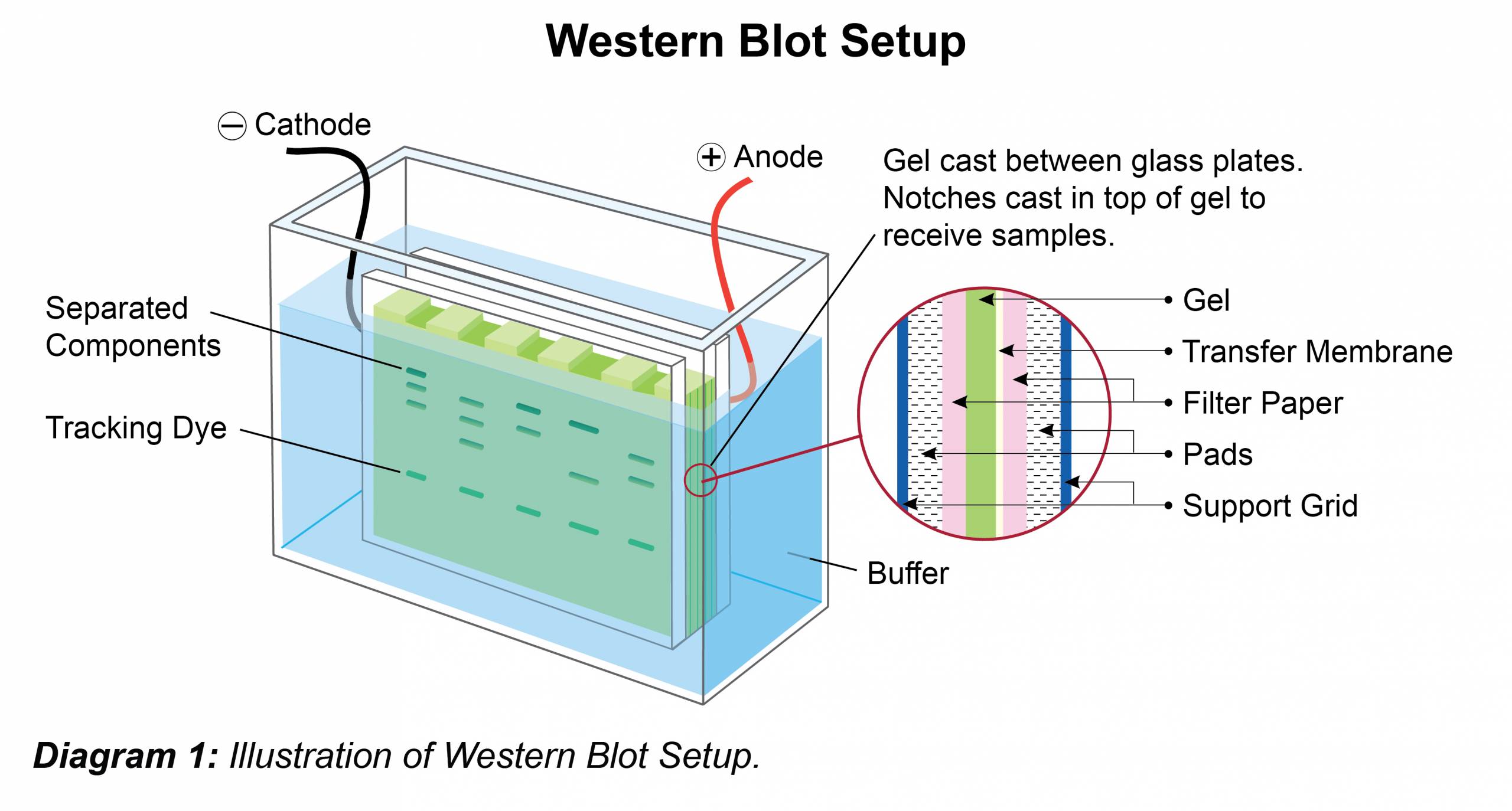General Western Blot Protocol - Leinco Technologies