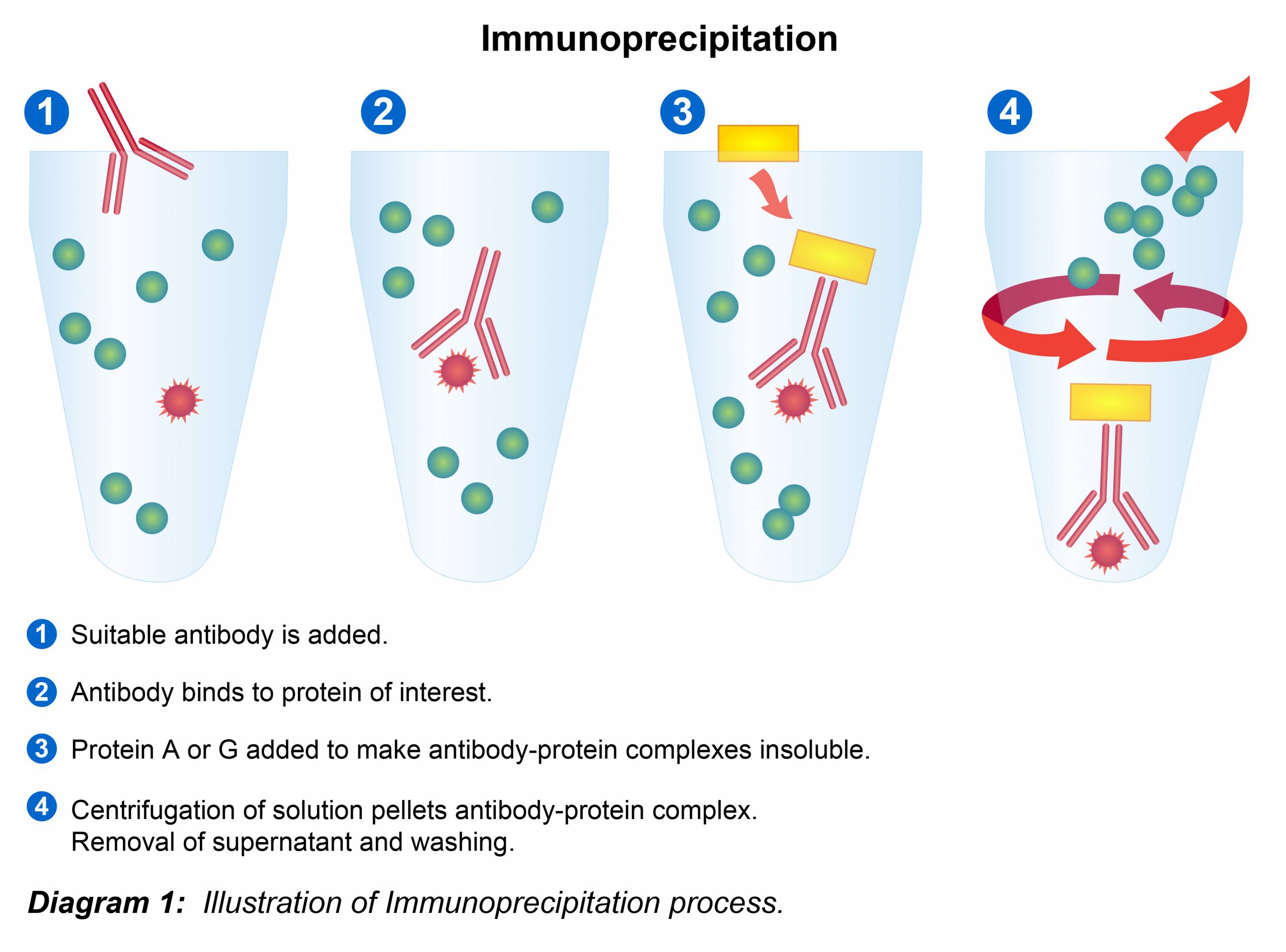 Immunoprecipitation Protocol Leinco Technologies