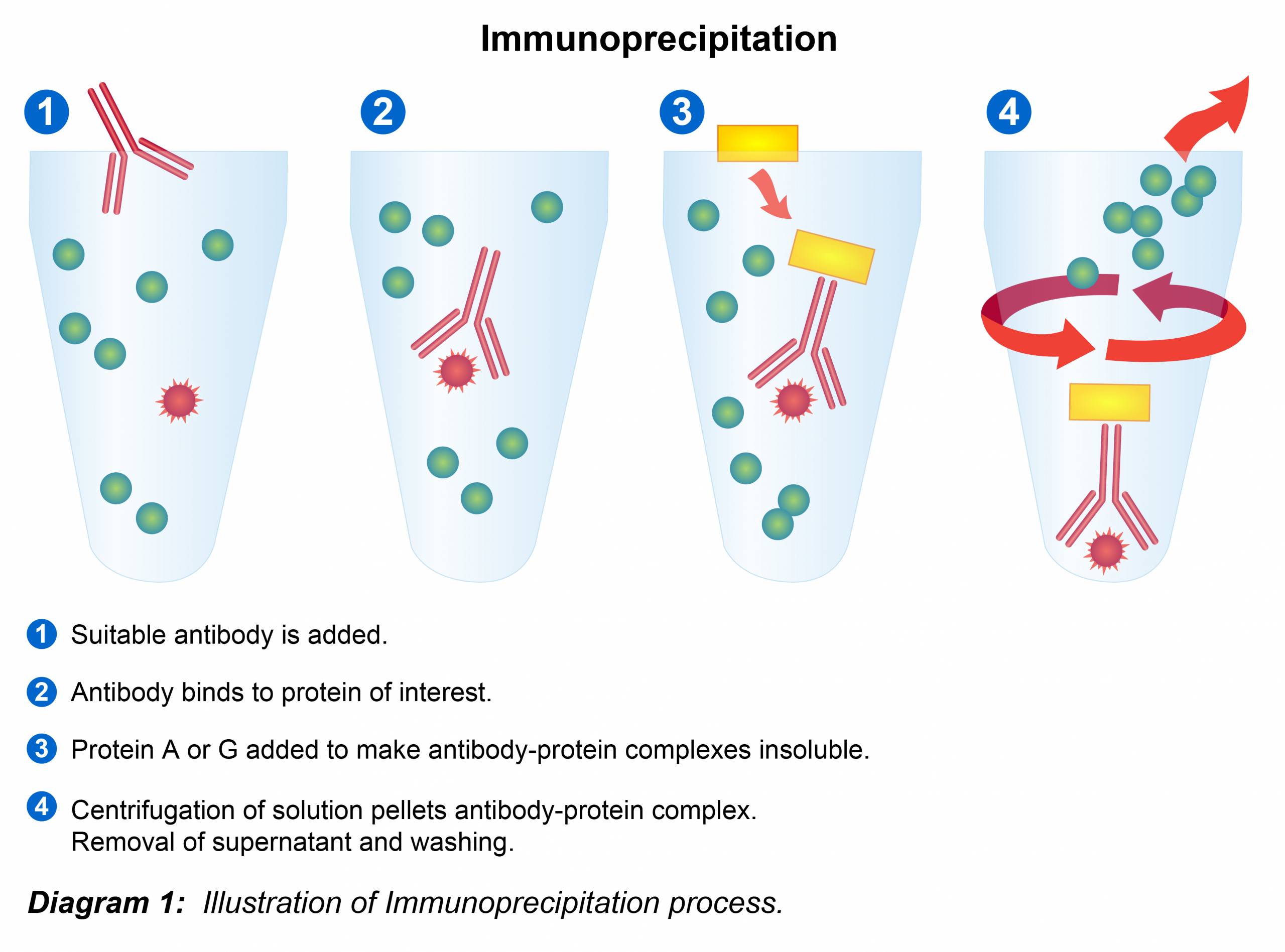 Immunoprecipitation Protocol Leinco