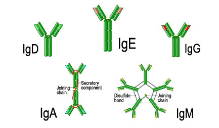 Affipure Product Page-02 Immunoglobulin - IgG, IgE, IgM, IgD, IgA