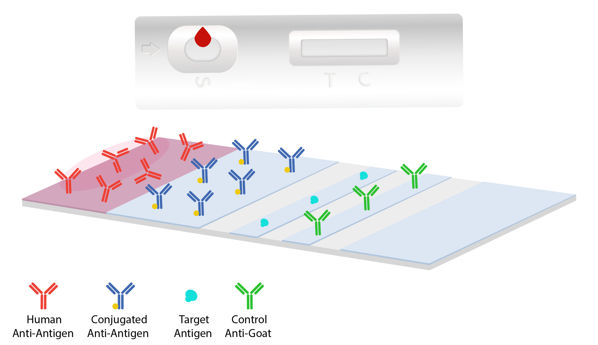 Lateral flow assay market set to be worth $10.2 billion in 2025