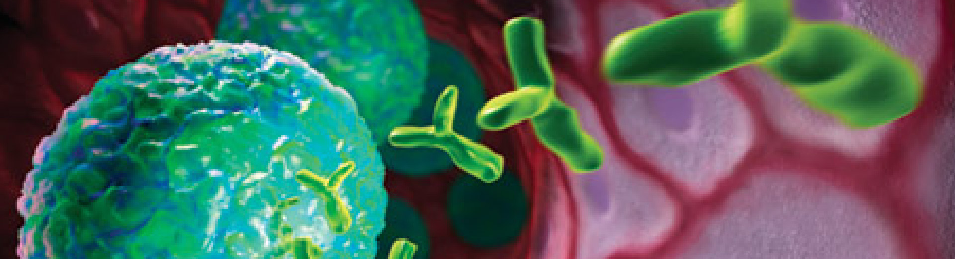 immunoglobulins Immunoglobulins and cells