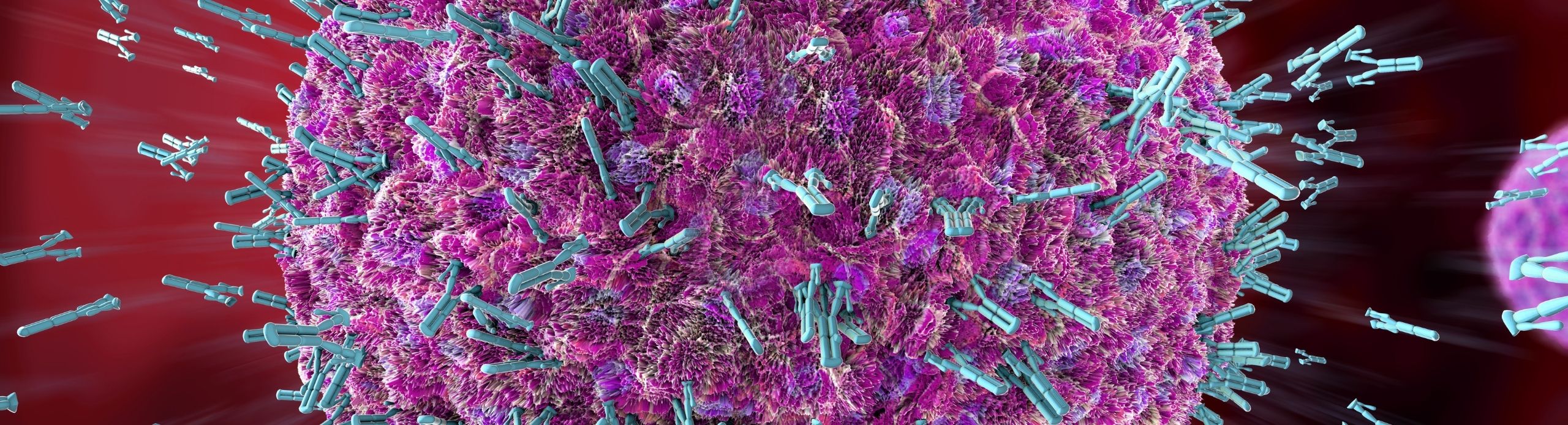 recombinant antibodies