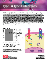 Type I Type II Interferons