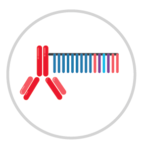 Antibody Barcoding Process
