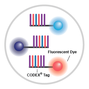 Antibody Barcoding Process