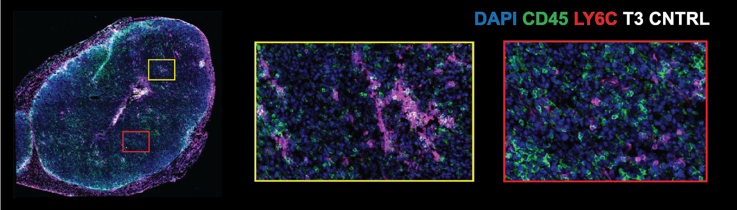 CODEX Tissue Staining