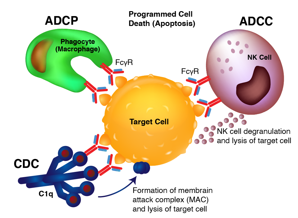 Biosimilars-Diagram Biosimilar Recombinant Antibodies - ADCC, ADCP, CDC illustration