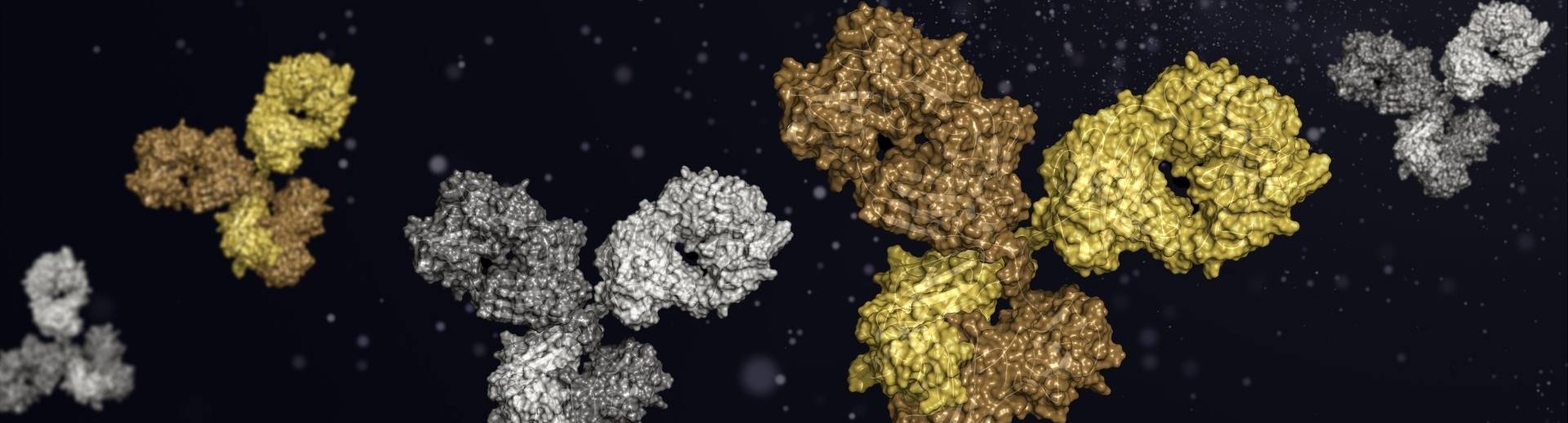 In Vivo Functional Grade Antibodies In Vivo Functional Grade Antibodies