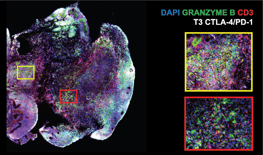 CODEX Validated Antibodies