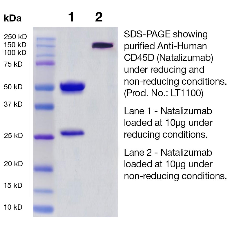 Natalizumab SDS Gel