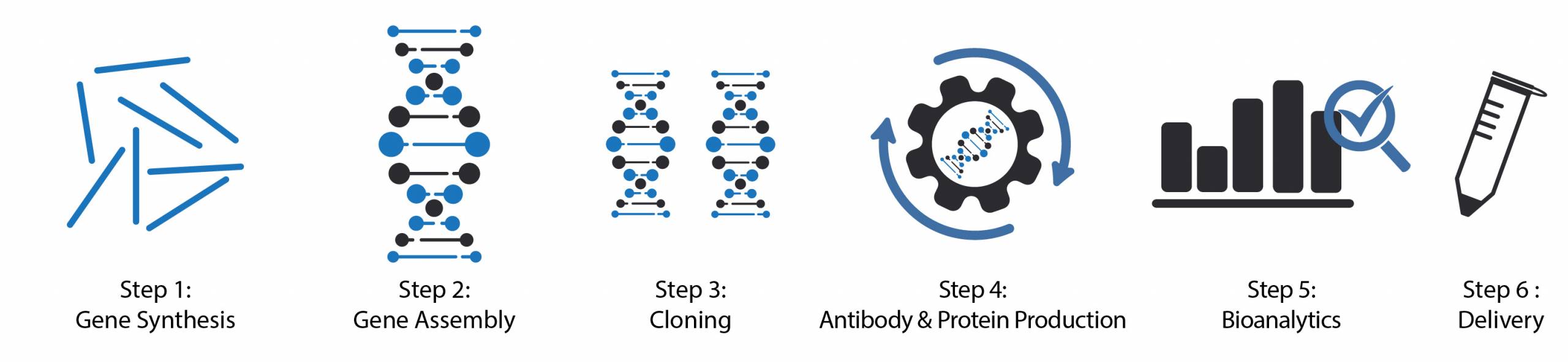 Recombinant Antibody, Transient Expression, Gene Synthesis, Cloning, Antibody and Proteins