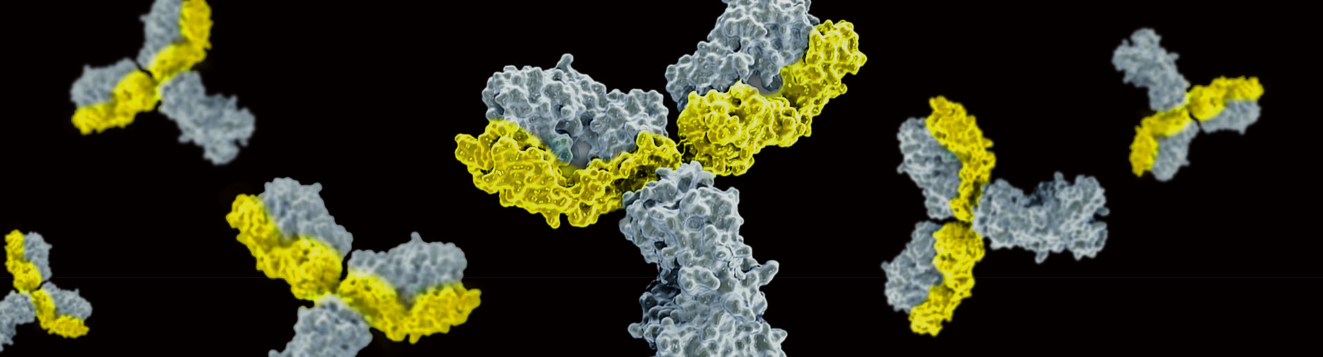 In Vivo Functional Grade Antibodies In Vivo Functional Grade Antibodies