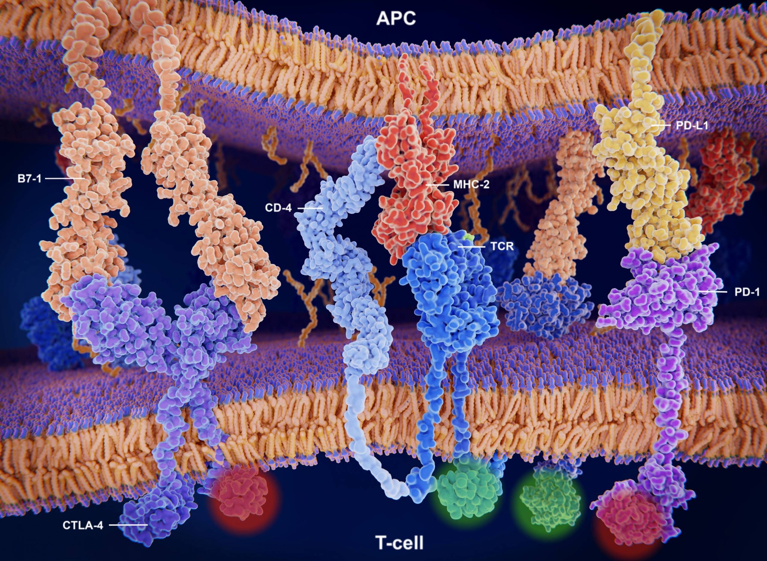 Immune Checkpoint, Immunology, Oncology