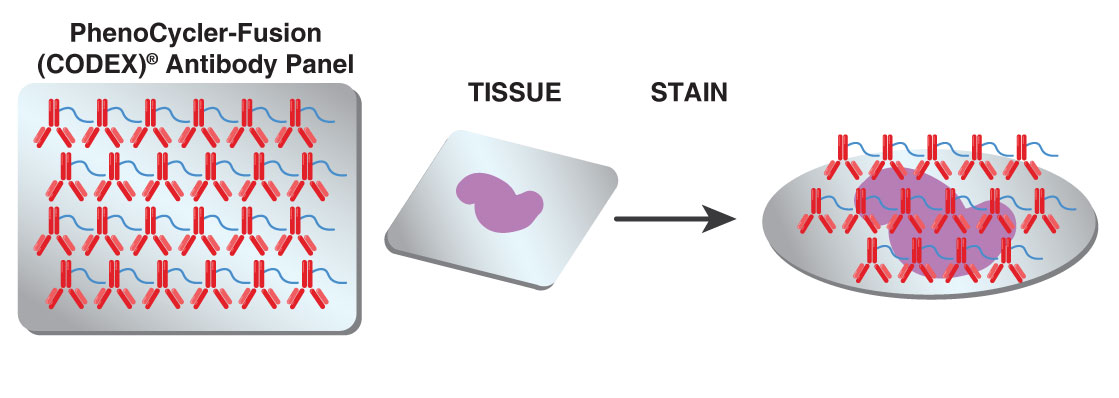 CODEX Technology - Tissue staining with antibody panel