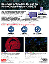 Custom Barcoded Antibodies for Pheno-Cycler (CODEX)