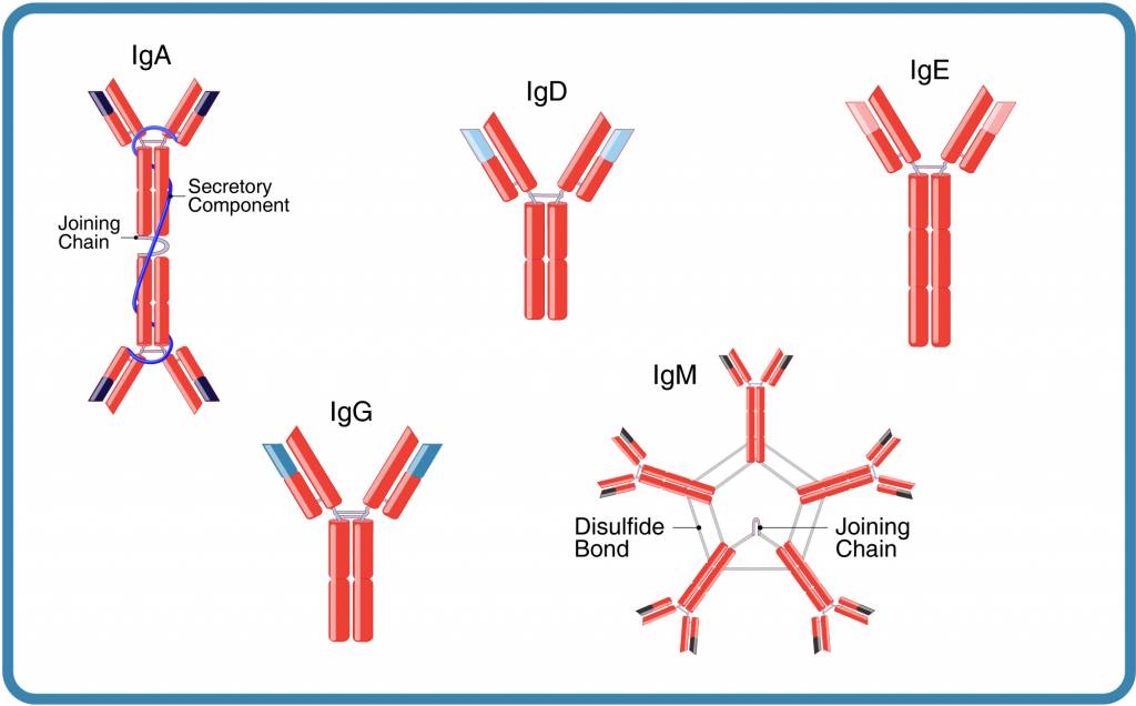 Коклюш антитела igg