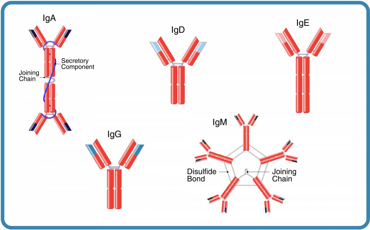 Each Class Of Antibody Is Differentiated By The Selecting Isotype Controls | Leinco Technologies