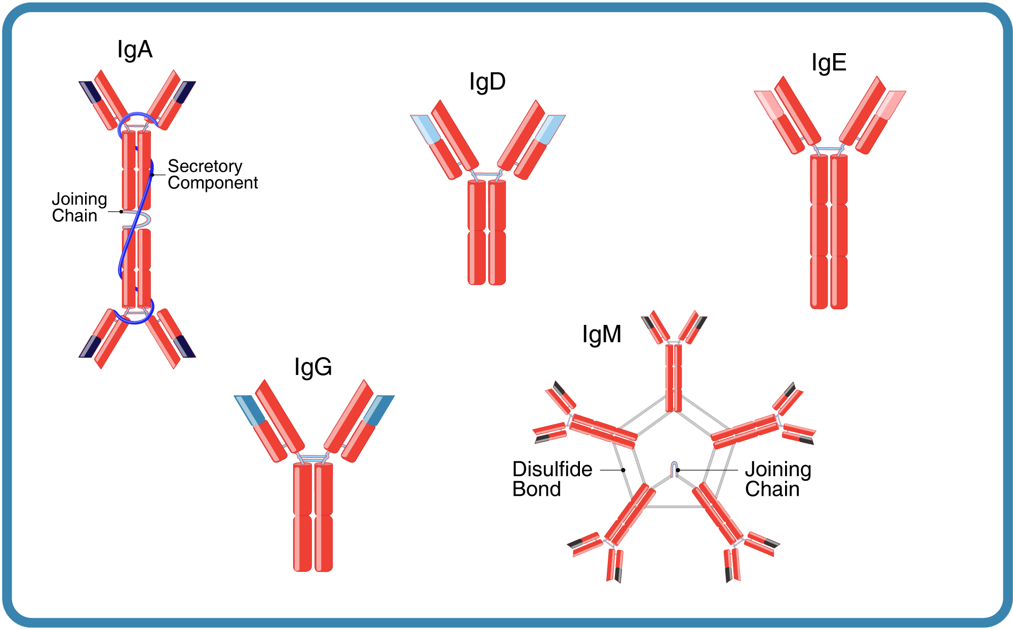 Immunoglobulin-Classes Immunoglobulin Classes