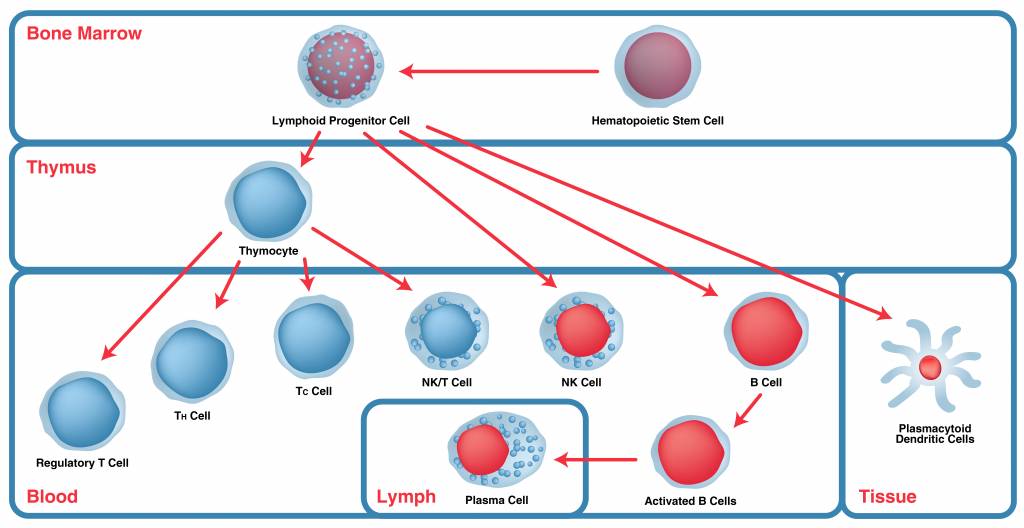 Immunophenotyping- Lymphoid cell maturation