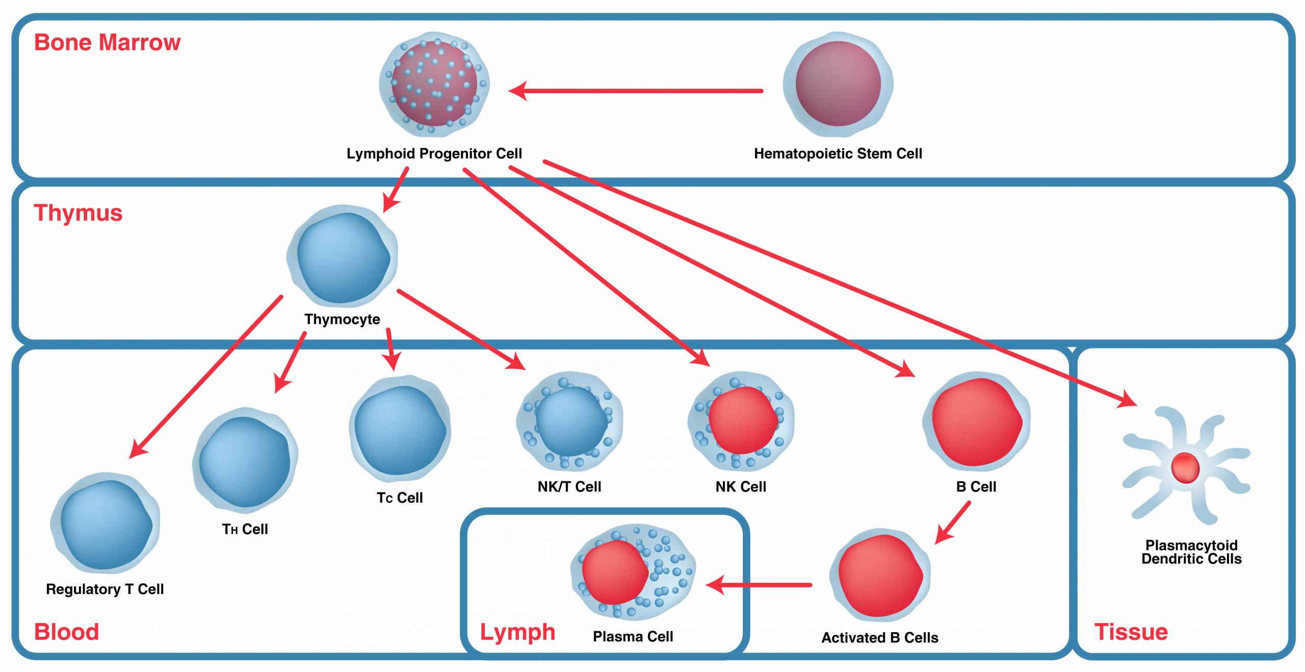 Immunophenotyping- Lymphoid cell maturation-02 Immunophenotyping- Lymphoid cell maturation