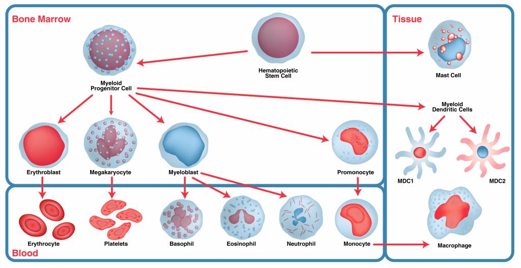 Immunophenotyping- Myeloid cell maturation