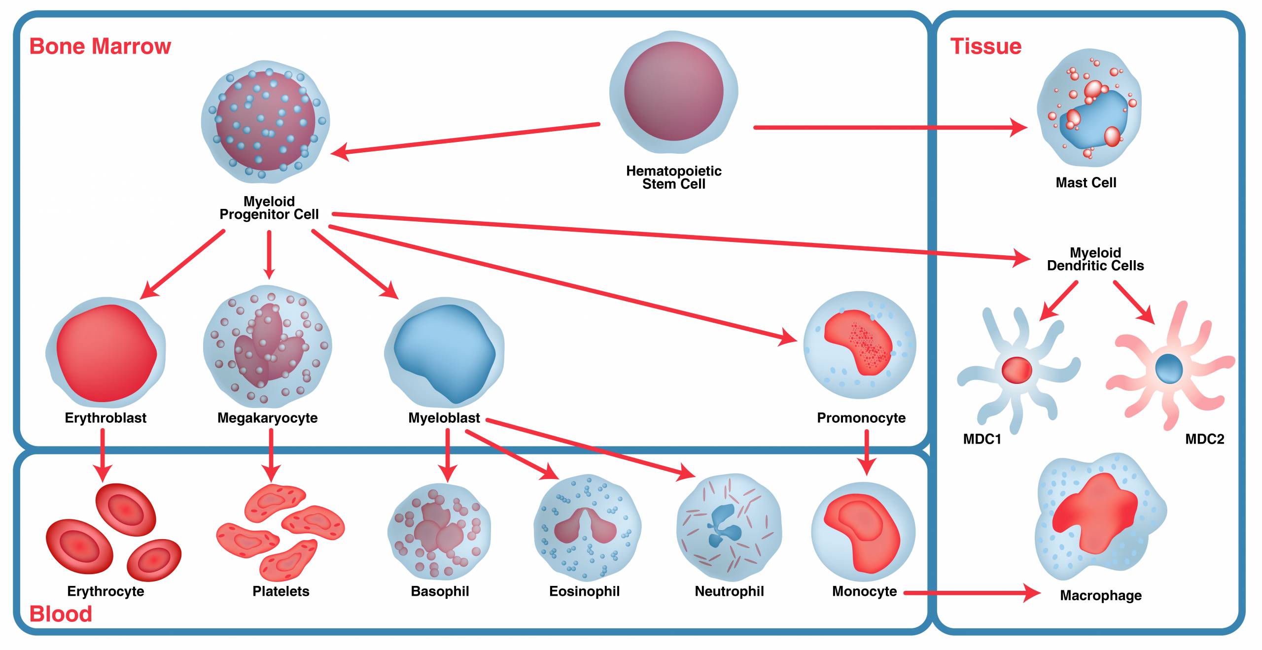 Immunophenotyping- Myeloid cell maturation