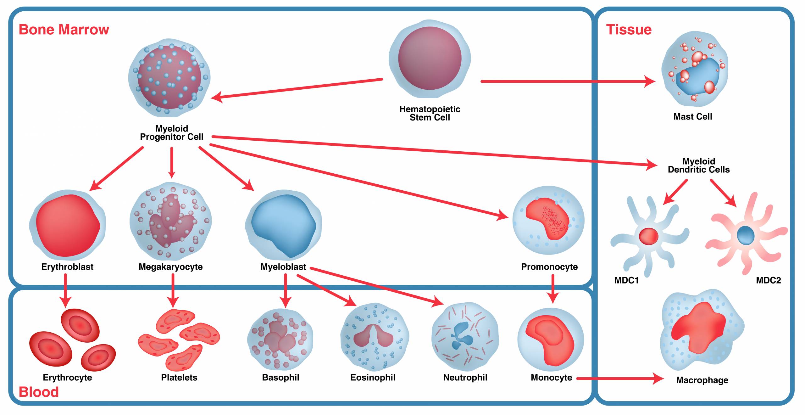 Immunophenotyping- Myeloid cell maturation Immunophenotyping- Myeloid cell maturation