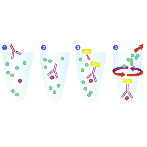 Immunoprecipitation Immunoprecipitation