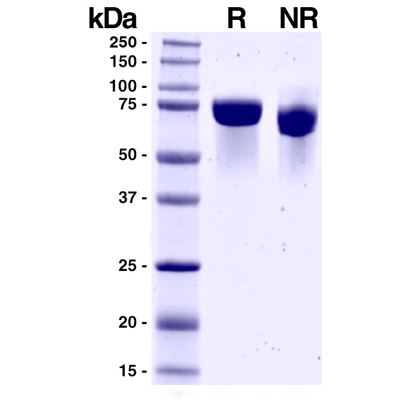 SDS-PAGE Data for Flu A HA Leinco Product No. F618