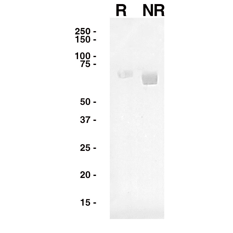 Western Blot Data for Flu A HA Leinco Product No. F618