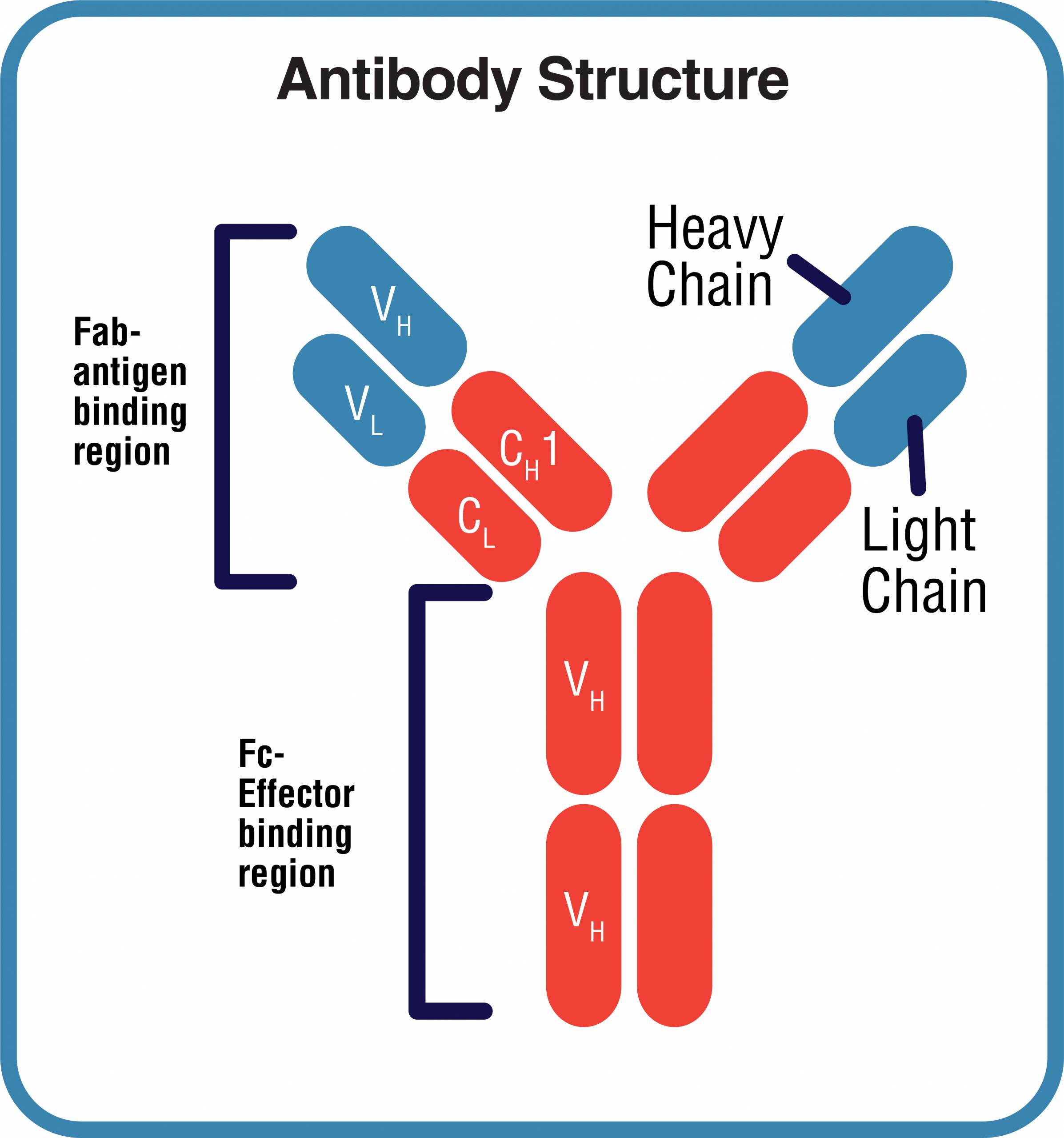 Antibody Structure