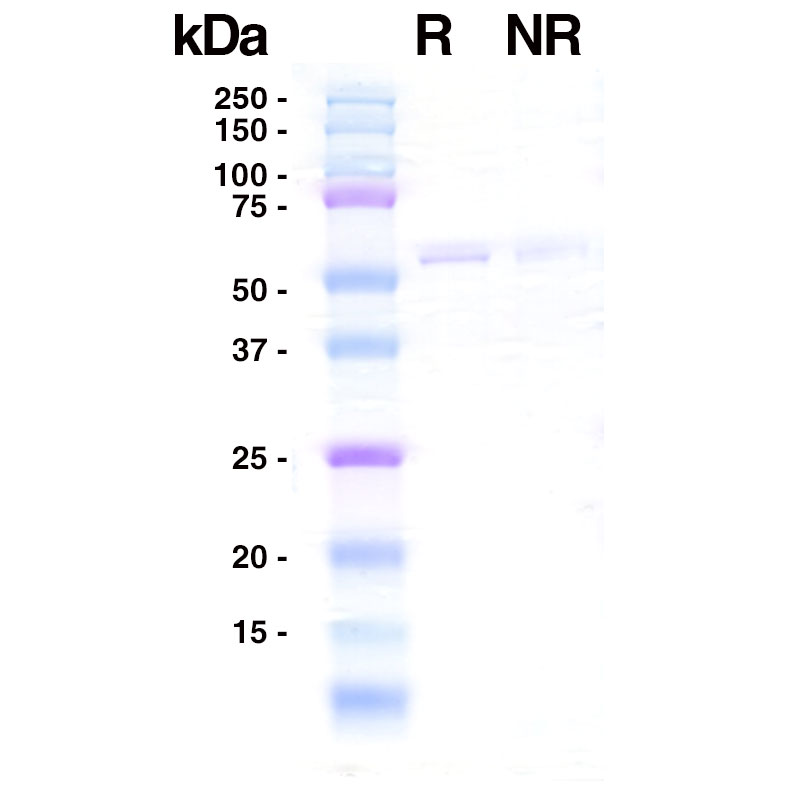 SDS PAGE data for Recombinant Influenza B Nucleocapsid Leinco Product F650