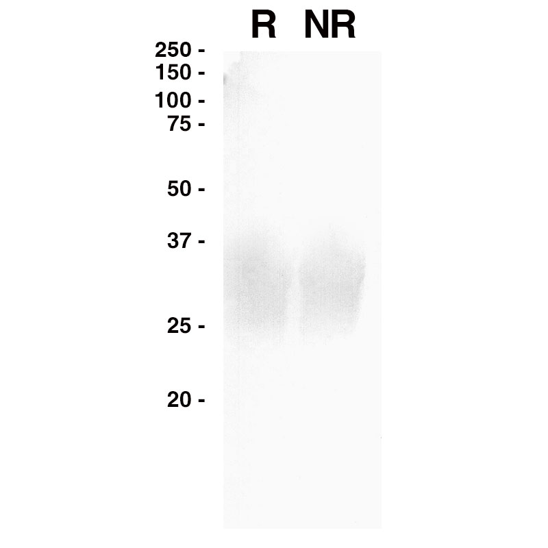 Western Blot data for ApoE2 Leinco Product Number A440