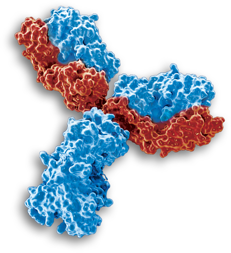 Antibodies for Research