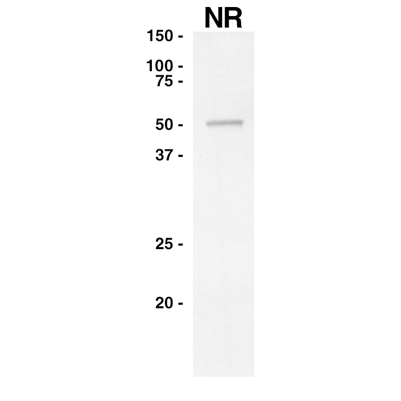 F658 Influenza-B-NP Western Blot Data