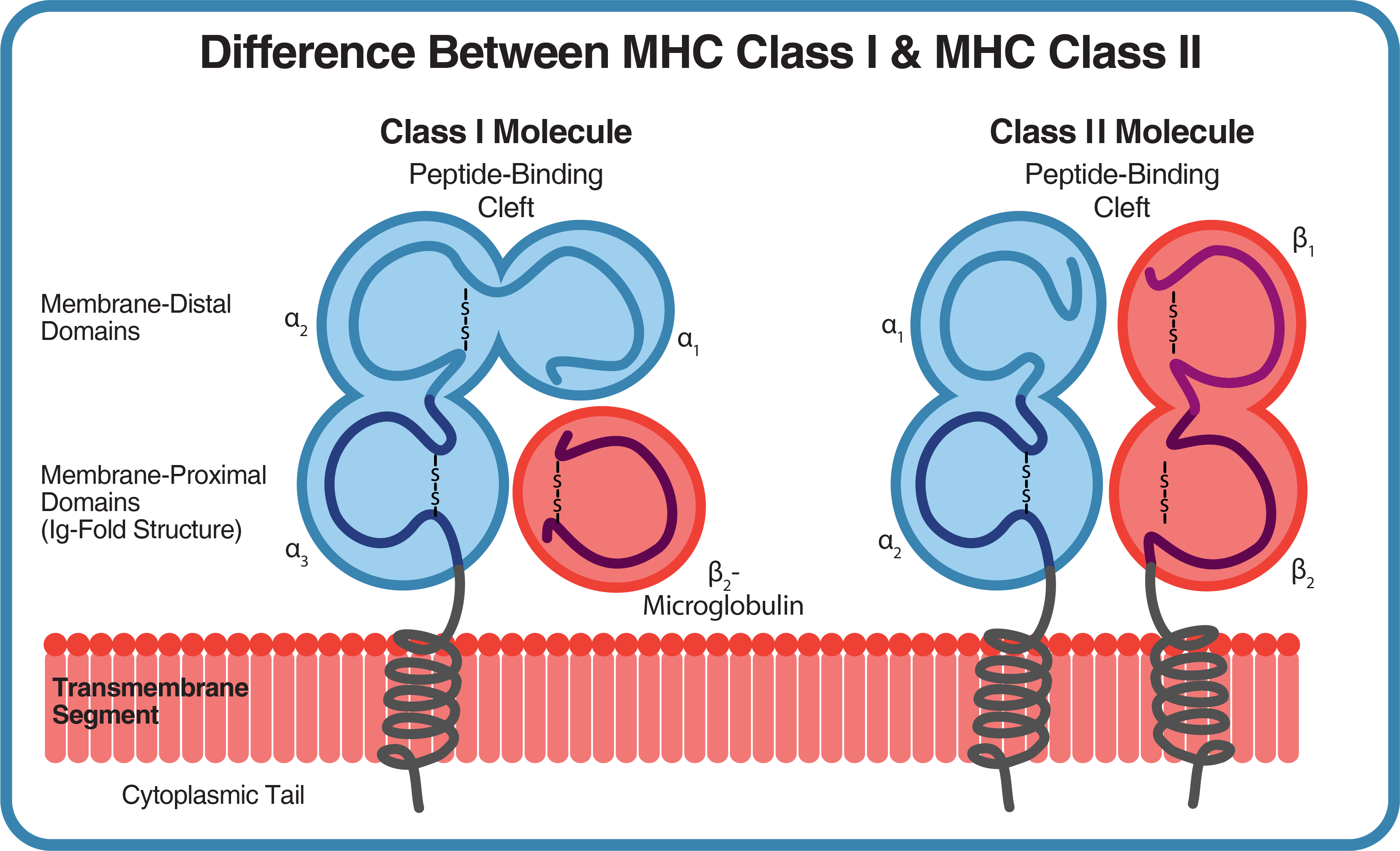MHC Class I and II differences