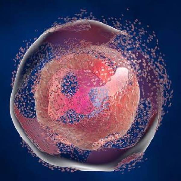 apoptosis-01-01