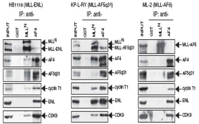 Immunoblotting: use at 1-5ug/ml. A band of ~131kDa is detected. IP western blot analysis was performed on human leukemia cell lines that harbor MLL chromosomal translocations and express MLL chimeric oncoproteins (indicated at tops). IP was performed with the antibodies indicated on the top of the gels