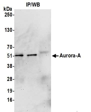 <b>Detection of human Aurora A by western blot of immunoprecipitates.</b> <i>Samples:</i> Whole cell lysate (1.0 mg per IP reaction; 20% of IP loaded) from HeLa cells prepared using NETN lysis buffer. <i>Antibodies:</i> Affinity purified rabbit anti-Aurora A antibody 13040 (lot 13040-6) used for IP at 6 µg per reaction. Aurora A was also immunoprecipitated by a previous lot of this antibody (lot 13040-1). For blotting immunoprecipitated Aurora A